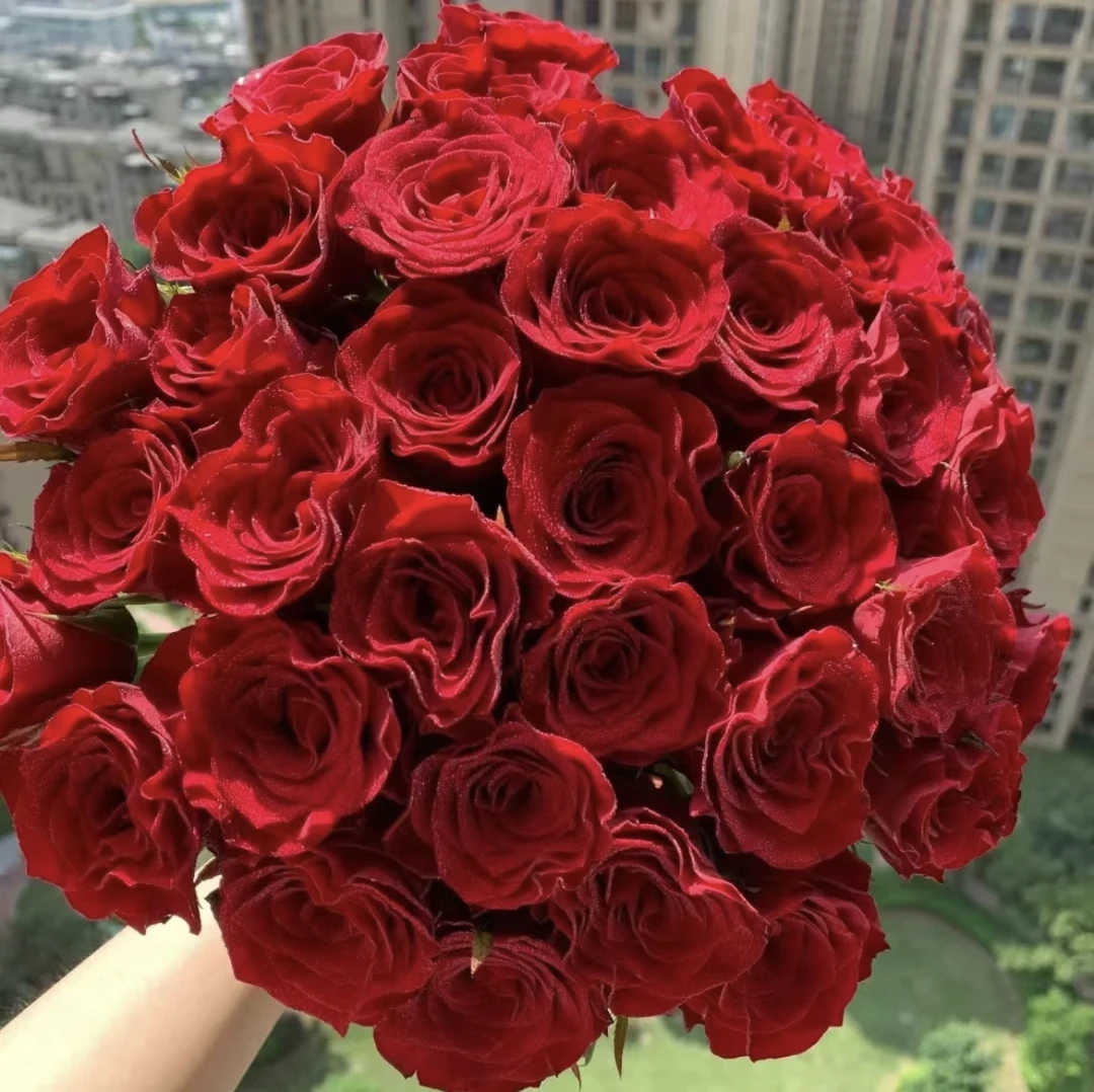 高原红玫瑰20支，任意两单发顺丰冷链或中通空运