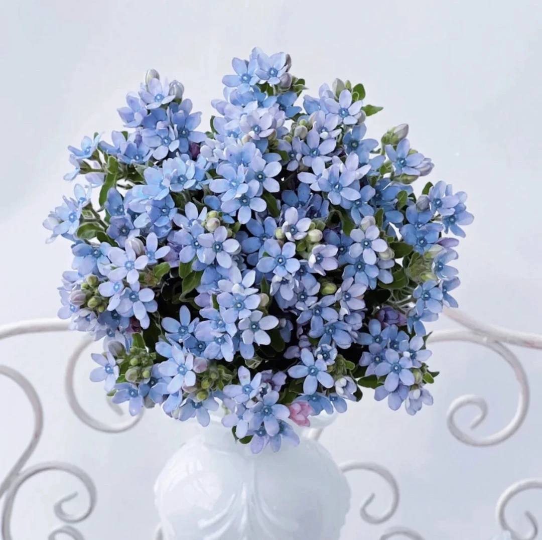 【配花】8到10支蓝星花一束，任意两单发顺丰冷链或中通空运