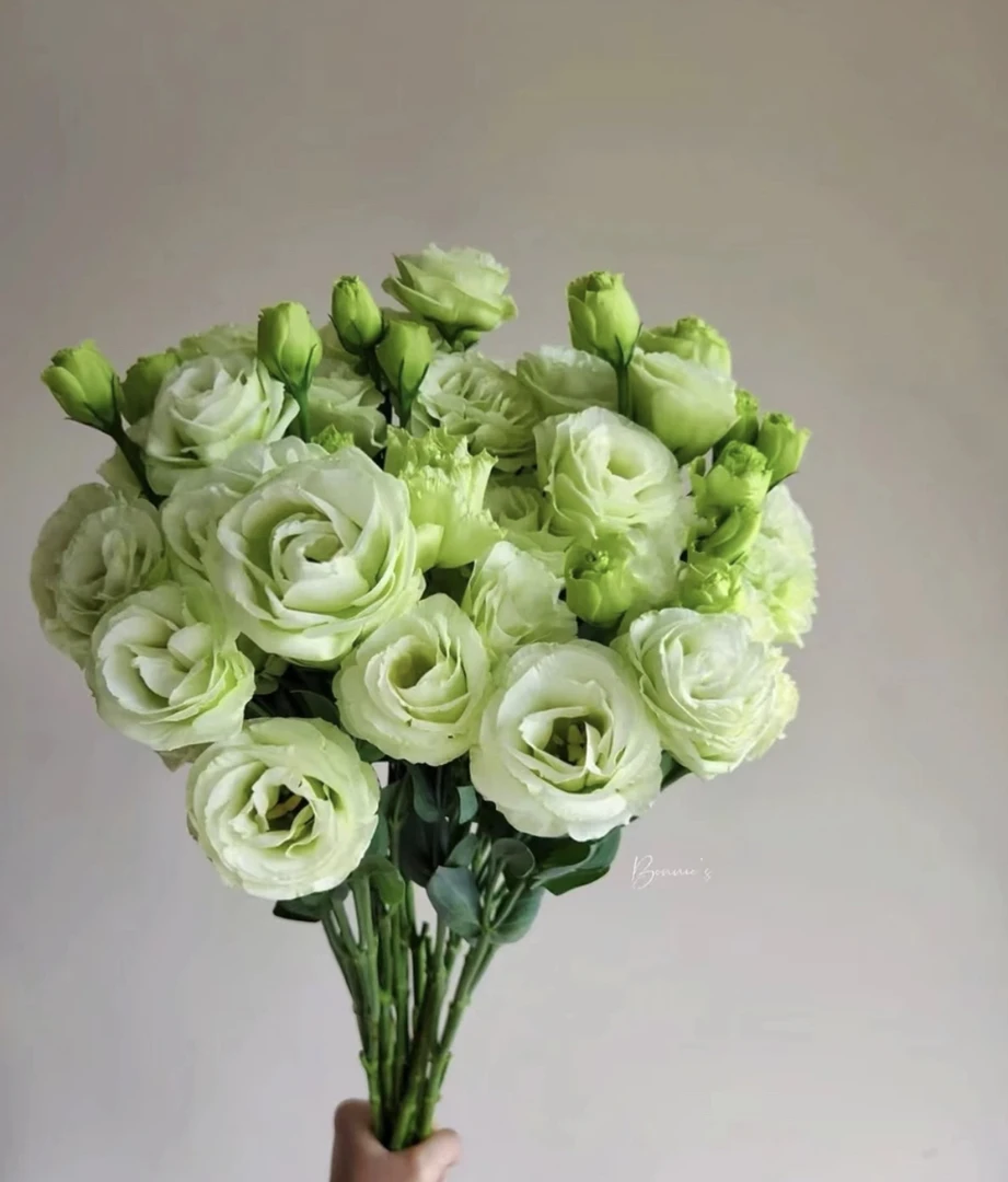 【洋桔梗】绿色一束 任意两单发顺丰冷链或中通空运