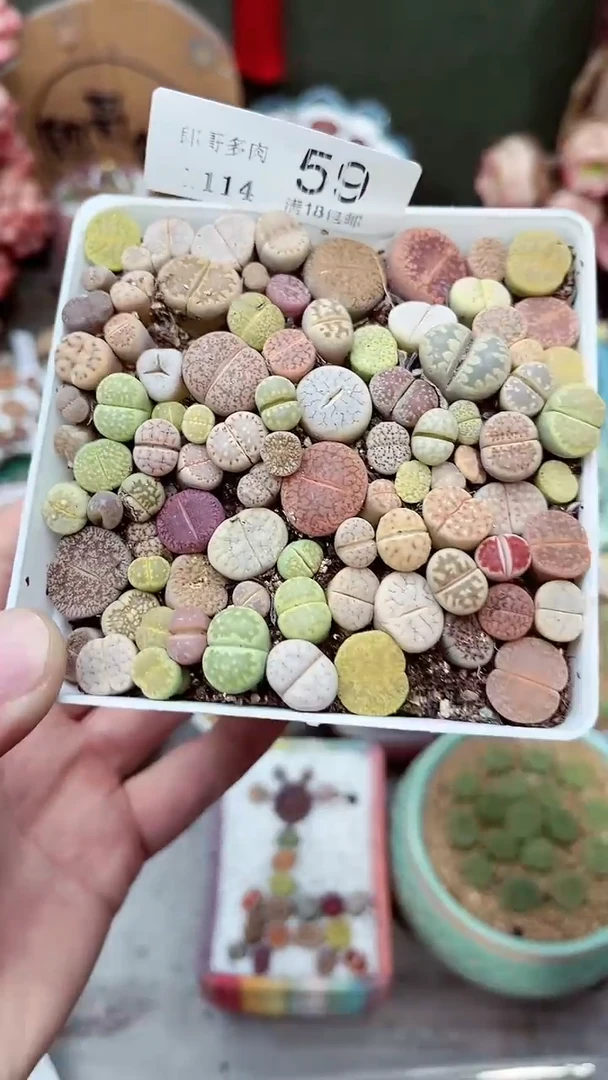 【闪购商品】郎哥多肉1114-59