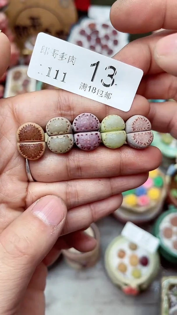 【闪购商品】郎哥多肉1111-13