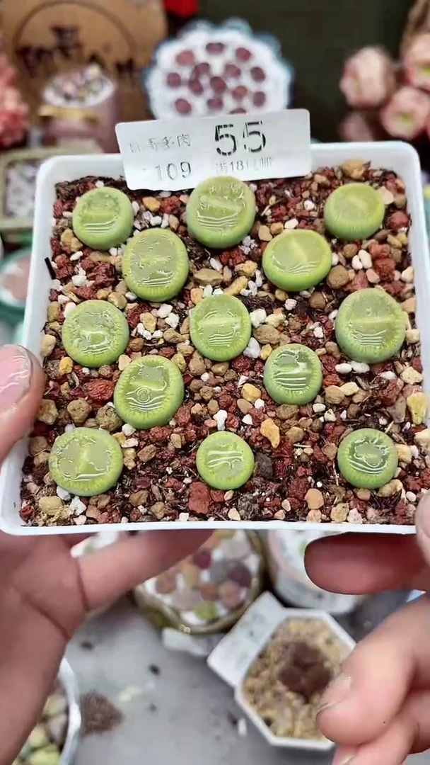 【闪购商品】郎哥生石花-11-9-55