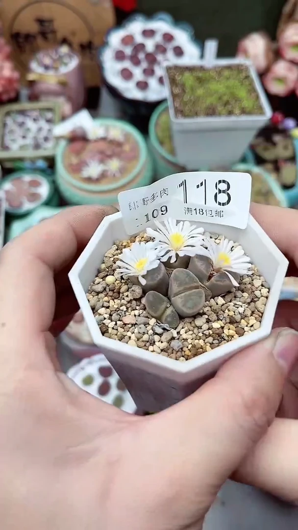 【闪购商品】郎哥生石花-11-9-118