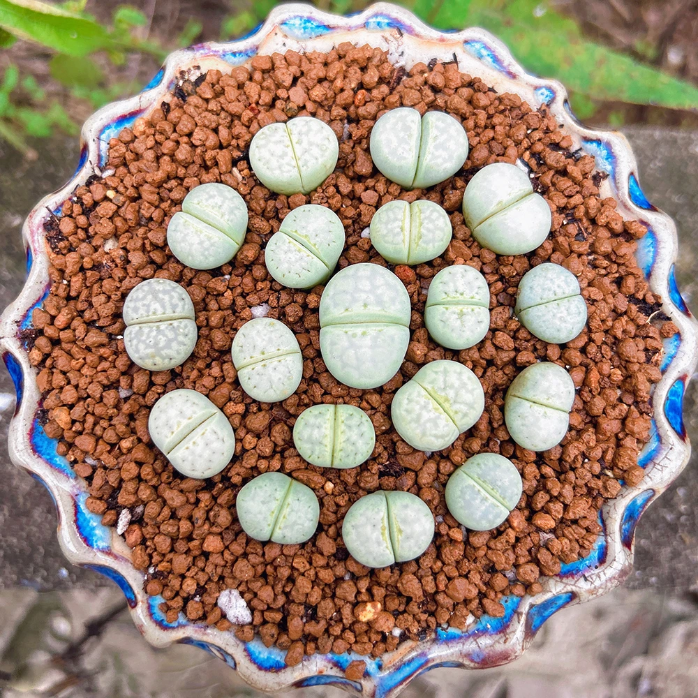 奶油寿丽生石花高货贵货多肉植物阳台懒人盆栽多肉基地直发石头花