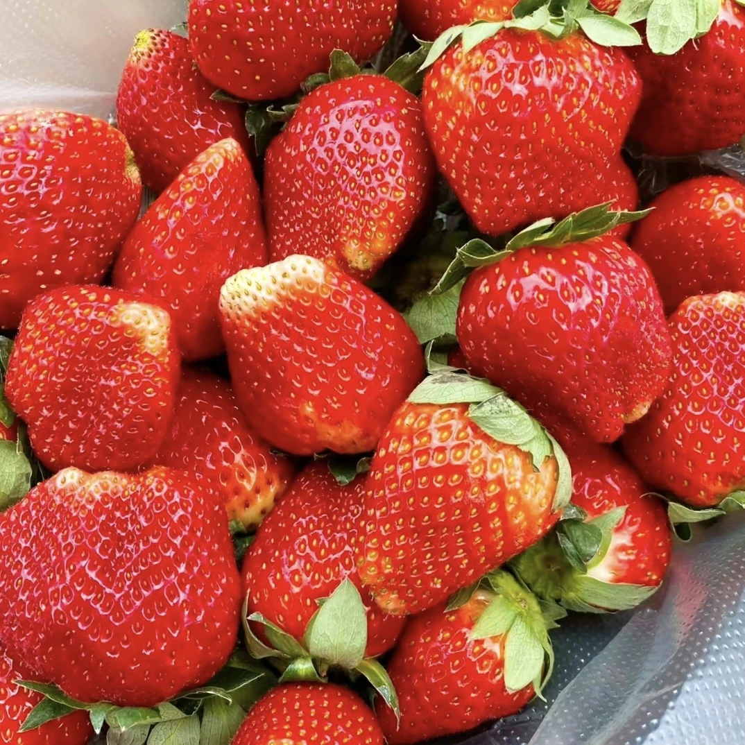 奶油草莓苗盆栽带盆带盆红颜草莓种籽子四季结果阳台冬季  سۇۋمي