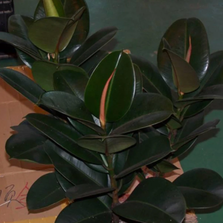 榕树，榕树的适应性强，一盆4枝，好养活