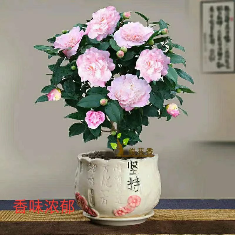 ZJ冰美人香妃 四季开花 好养耐寒耐热带花苞 盆栽地栽 室内外易活