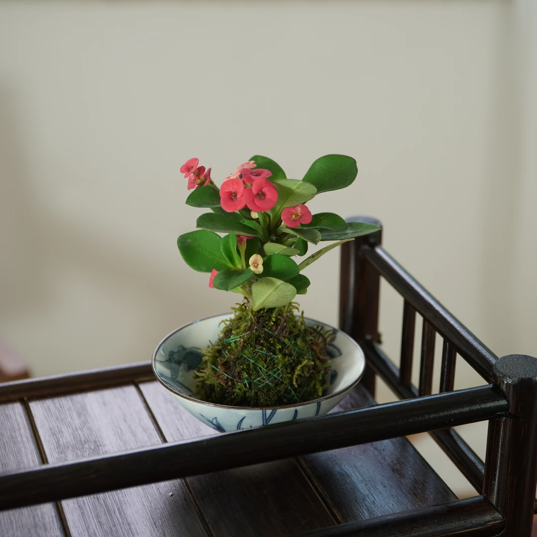 虎刺梅铁海棠苔藓球青花瓷桌面绿植盆栽植物茶桌水培植物盆景室内