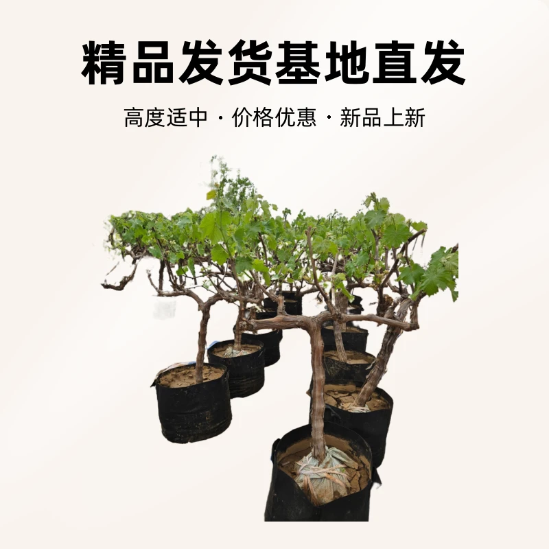 果树绿植盆景，一物一拍，基地直发，盆栽地栽庭院种植都可。