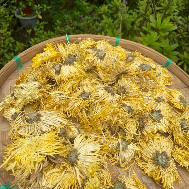 【土特产】金丝皇菊