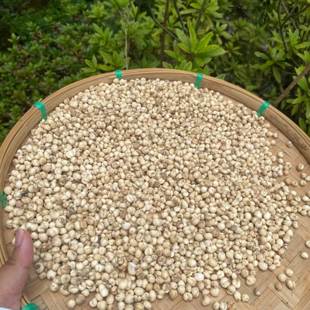 【土特产】贝母50g