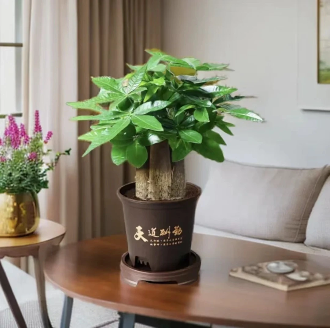 【发财树盆栽】财源滚滚粗杆室内盆栽绿植转运植物正宗小发财树