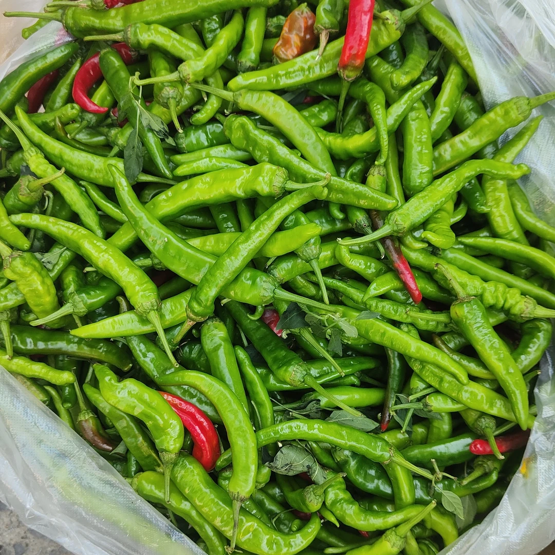 湖南怀化本地新鲜辣椒3斤包邮