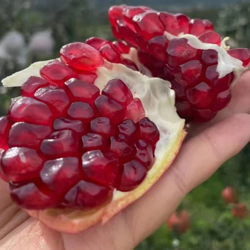 四川会理突尼斯软籽石榴新鲜现摘水果饱满清甜多汁爽口鲜甜
