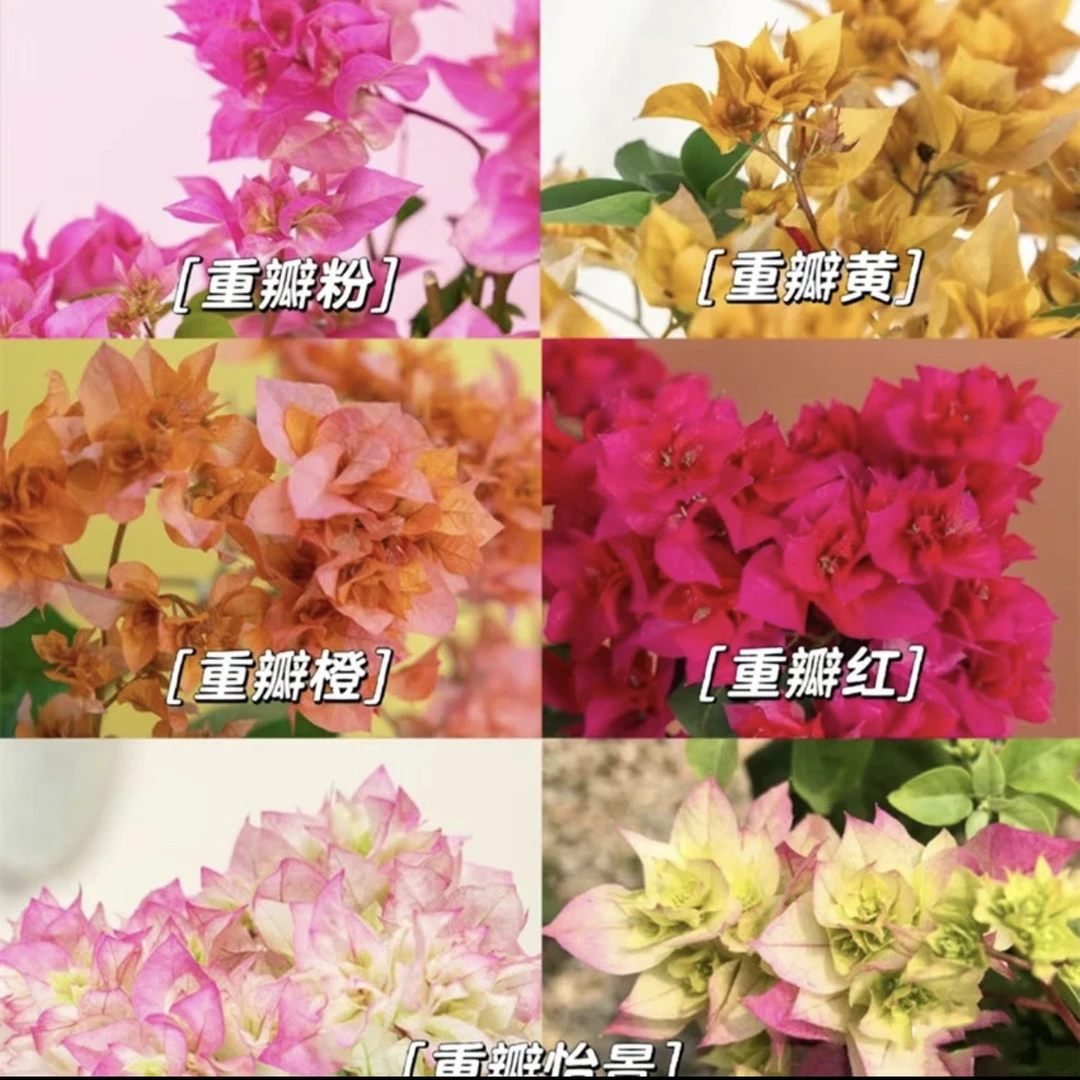 【重瓣系列】重瓣三角梅四季开花可爬藤好养勤花