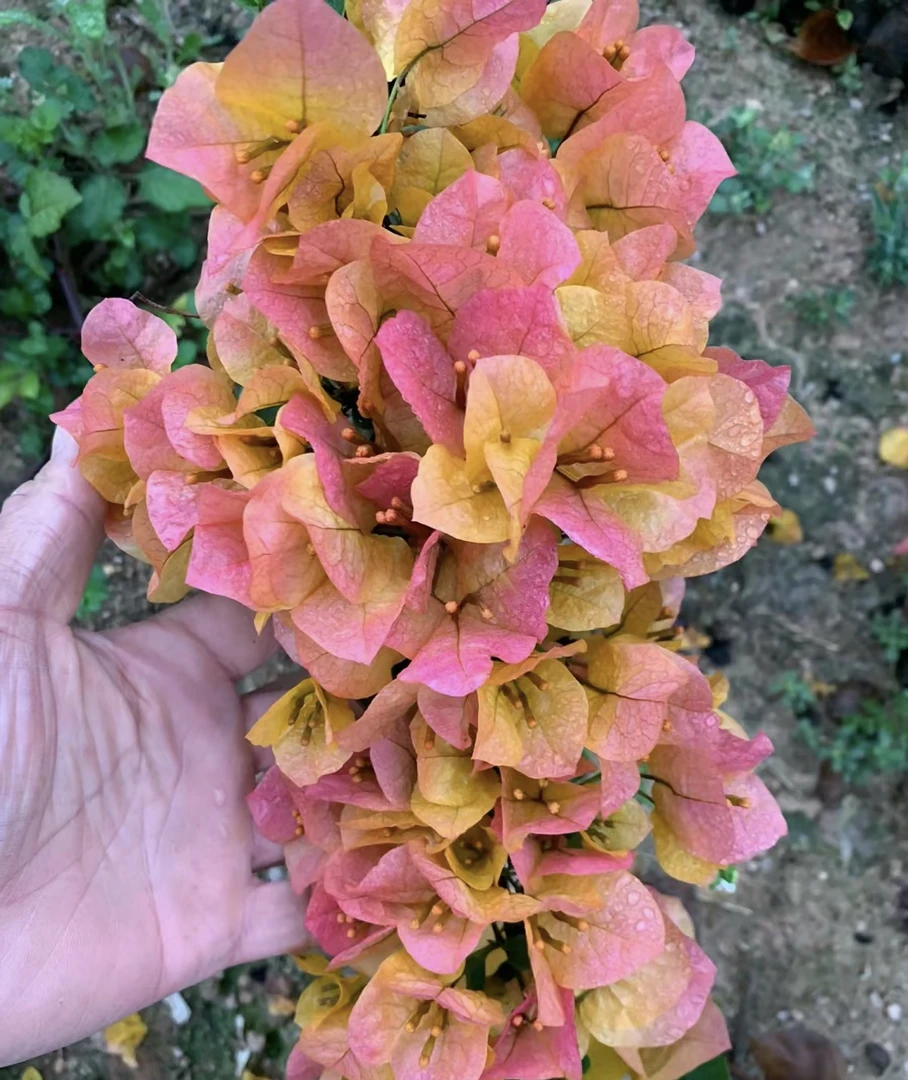 【金色光辉】  三角梅四季开花可爬藤不带花不带盆发货