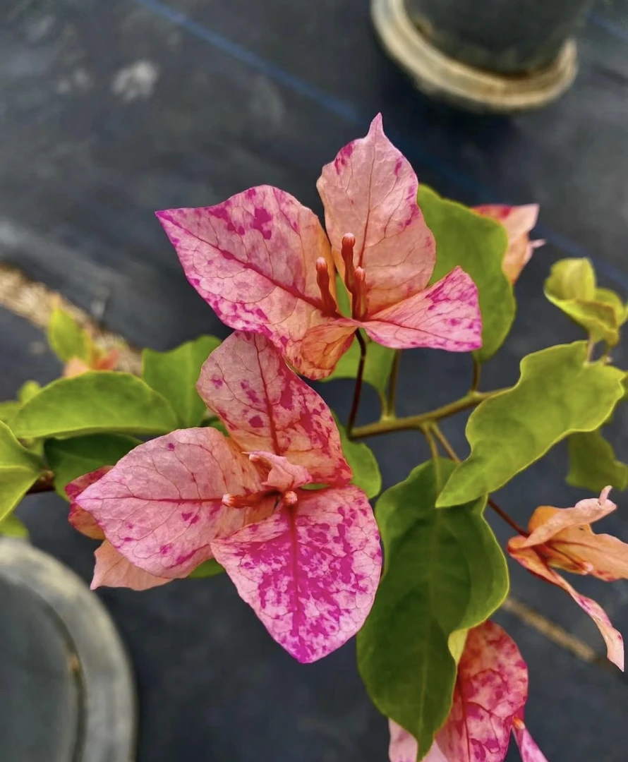新品阿朱娜三角梅四季开花可爬藤不带花不带盆发货