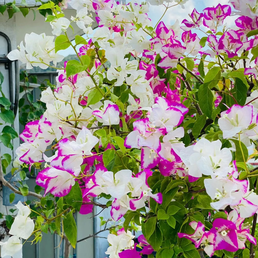 【椰子冰】三角梅四季可爬藤可垂丝勤花绿植不带花