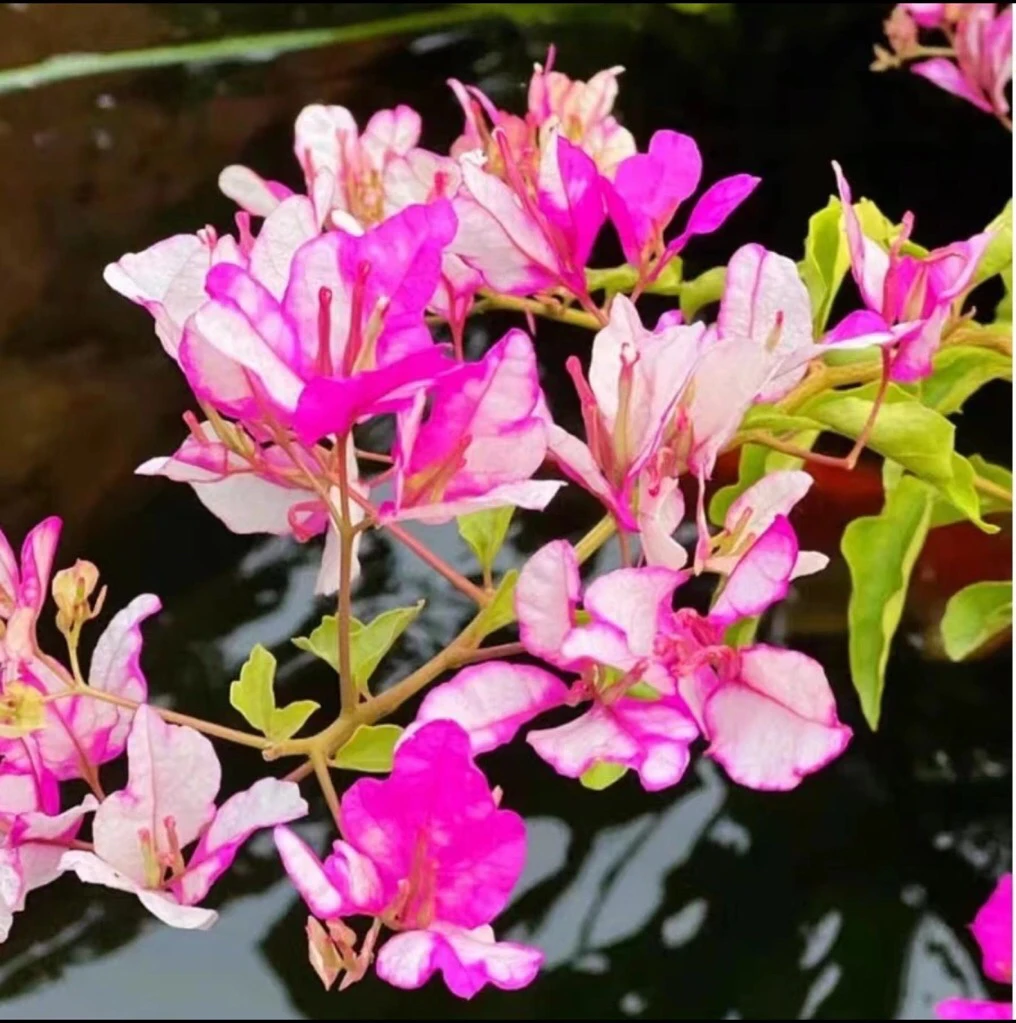 【红樱蝶】三角梅品种苗四季勤花好养易活不带花