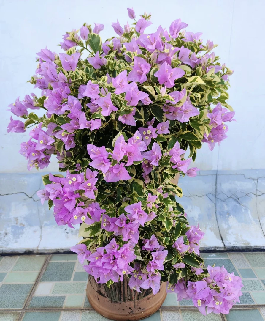 【花叶雪紫】三角梅好养活可爬藤可飘枝可垂吊不带花