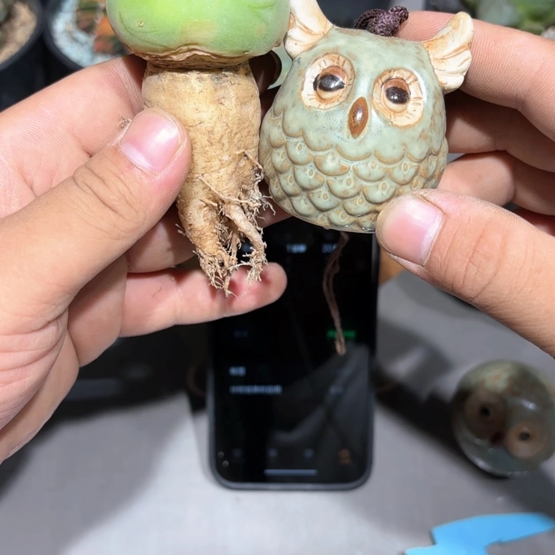 O****n实生黄体小海鲜送挂件