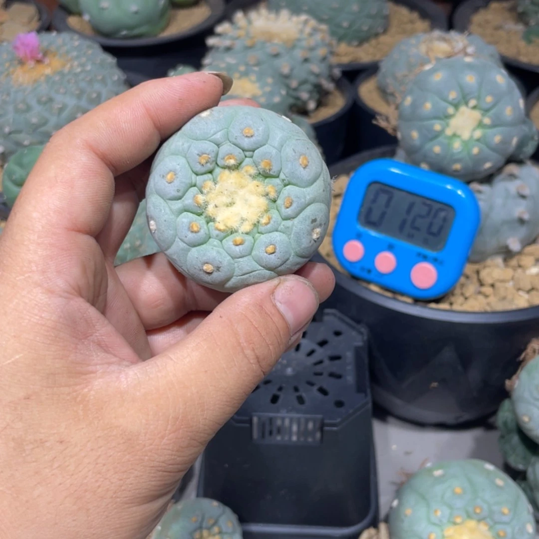 【闪购商品】正***音实生海鲜拍卖