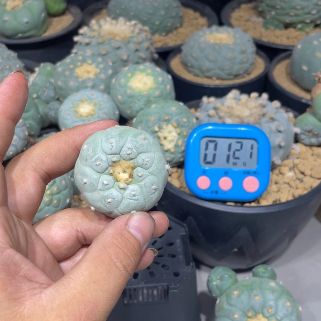 【闪购商品】蘑***拉实生海鲜拍卖