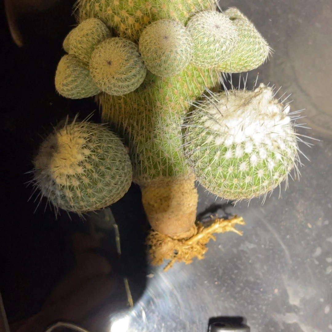 二****儿实生吴月丸特价