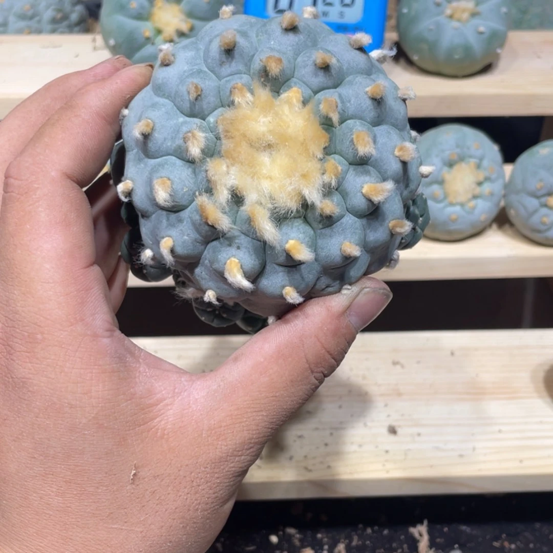【闪购商品】Y***o实生kk乌拍卖