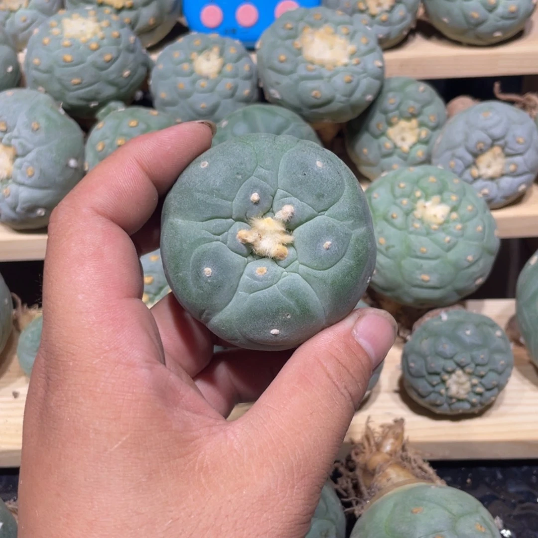 【闪购商品】沙****家实生海鲜拍卖