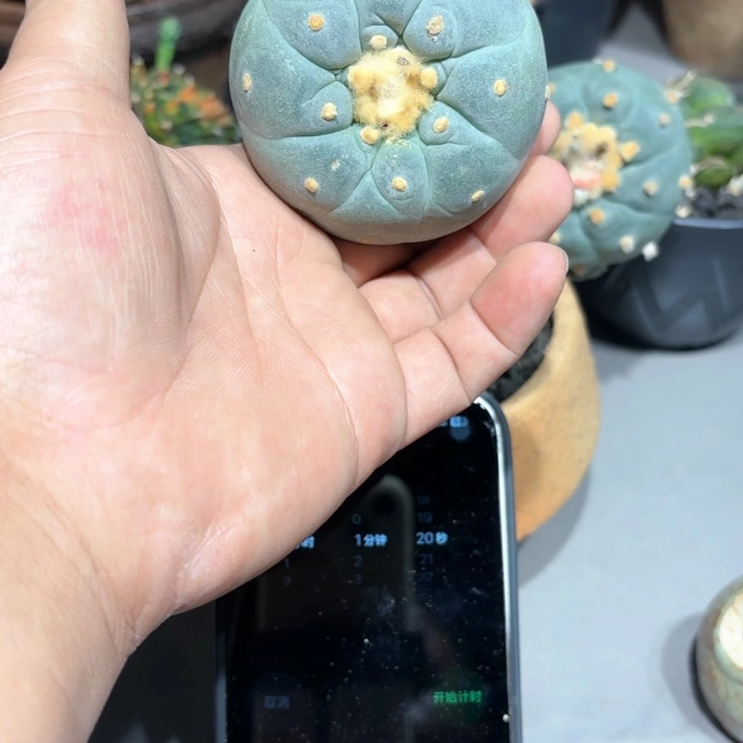 阿*兔实生日系海鲜拍卖