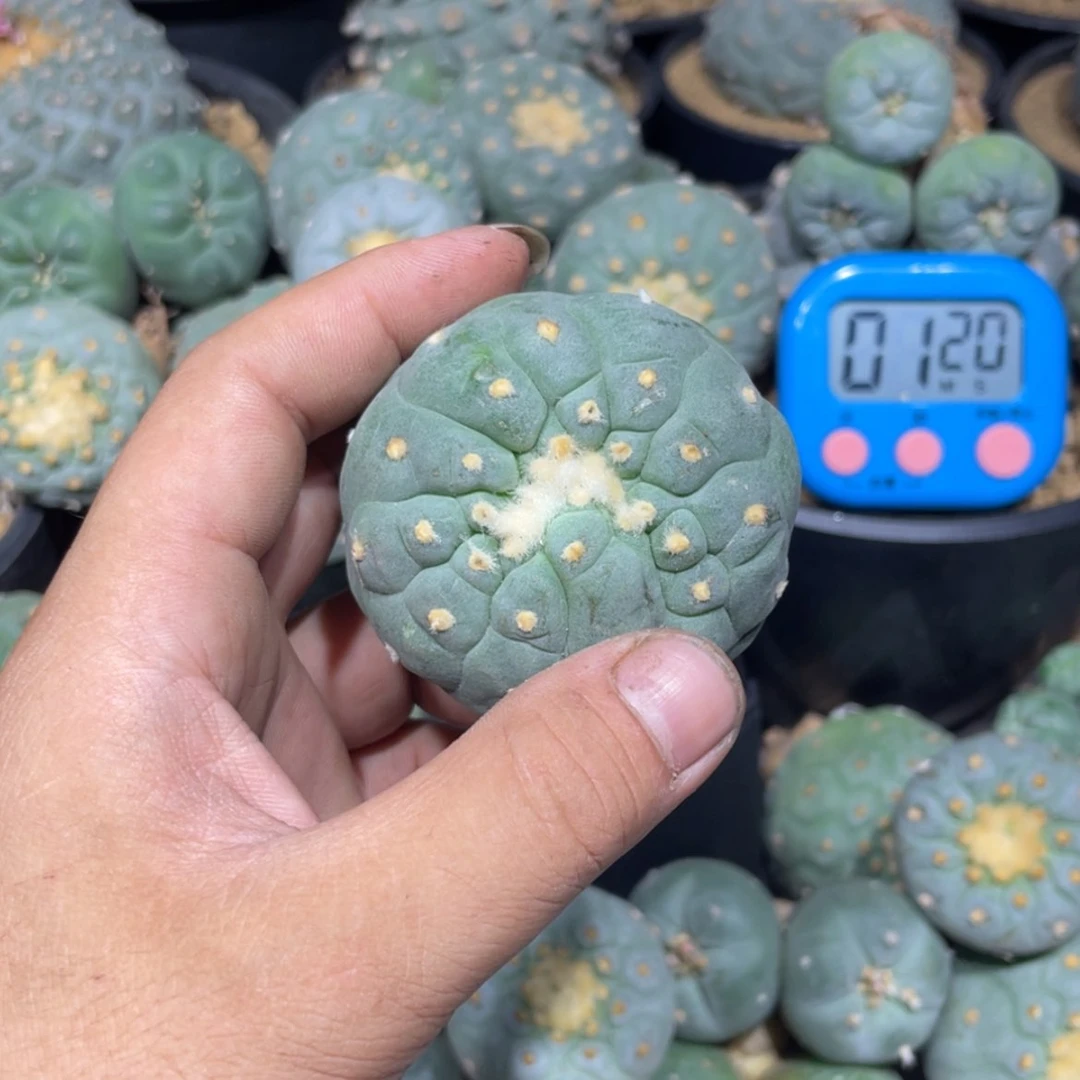 【闪购商品】l****i实生海鲜拍卖