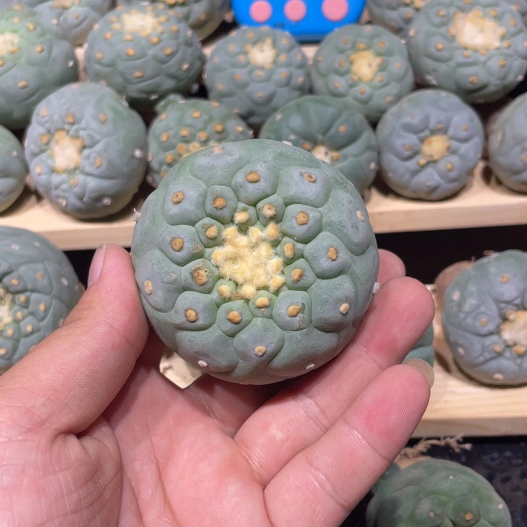 【闪购商品】Q*2实生海鲜拍卖