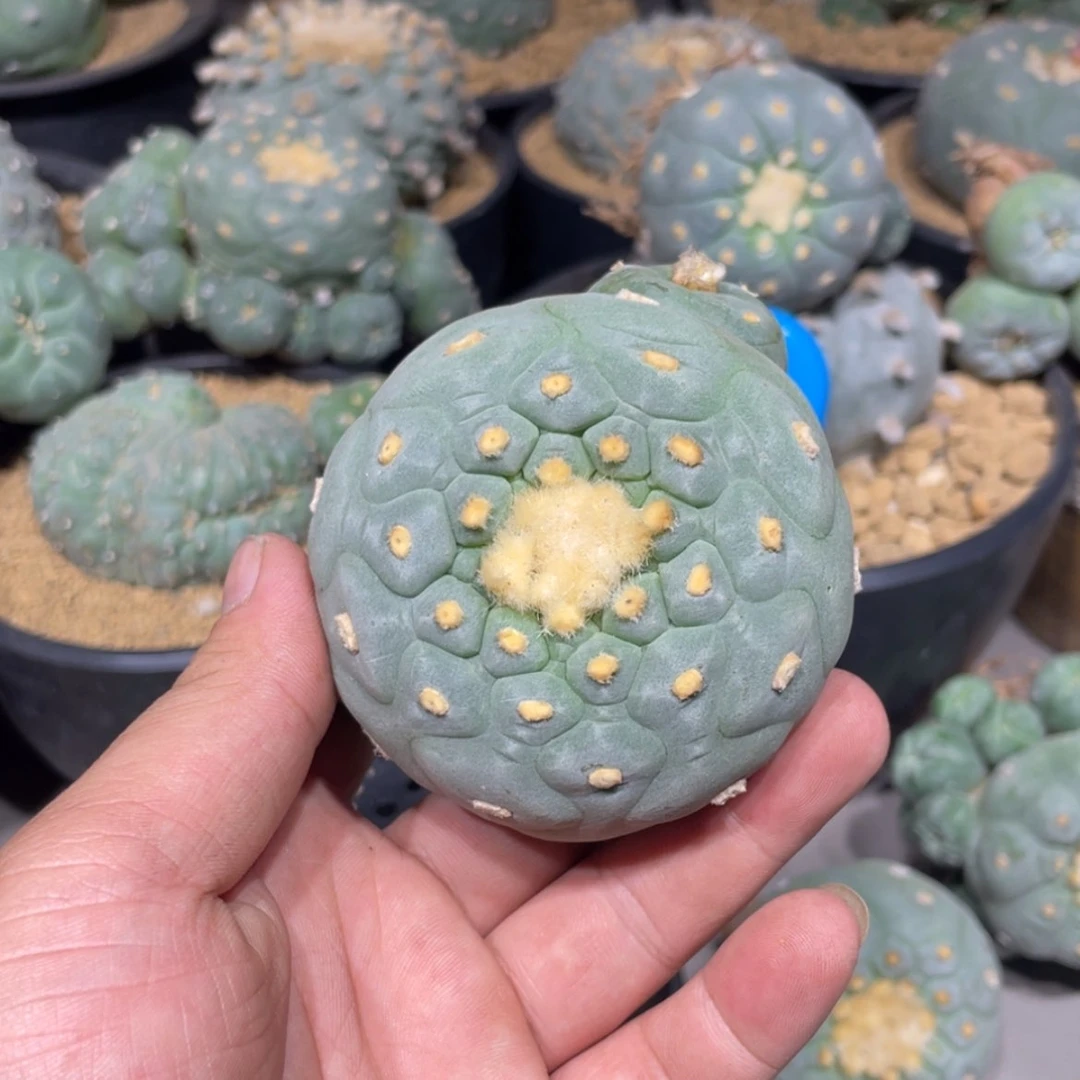 【闪购商品】达*西实生海鲜拍卖