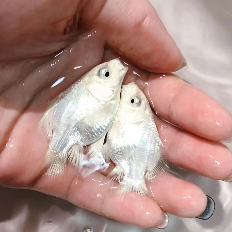 【白色蝴蝶2-4公分】蝴蝶鲤狮子头大鳍大尾