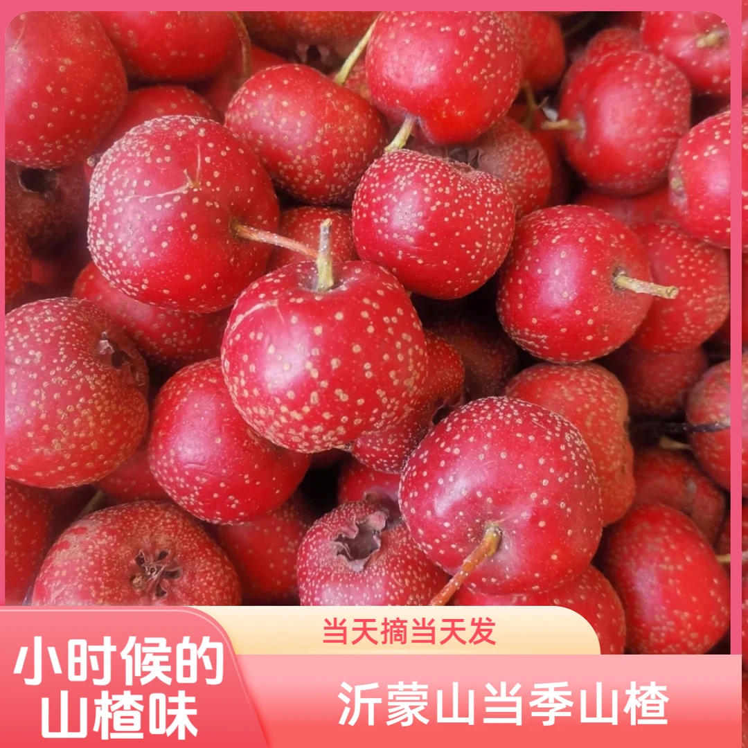 新鲜当季水果沂蒙山山楂果酸甜大金星产地直发冰糖葫芦山楂串便宜