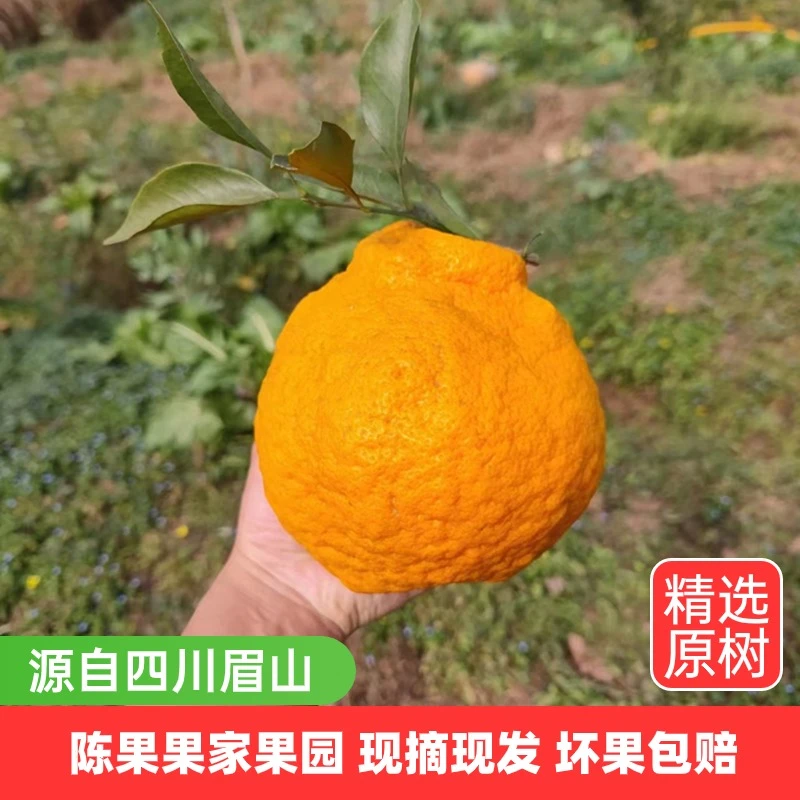 陈果果家  四川春见耙耙柑精品原树果自然成熟 酸甜适口 坏果包赔