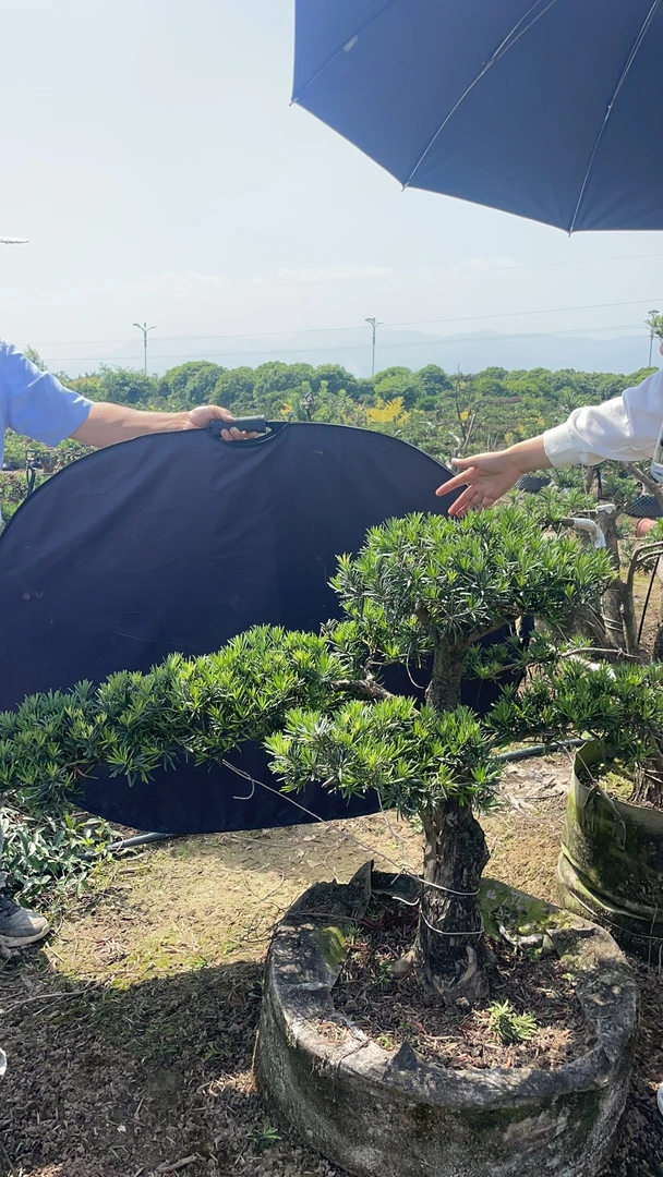 造型罗汉松一物一拍