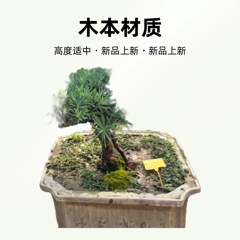 老桩米叶老盆口罗汉松一物一拍
