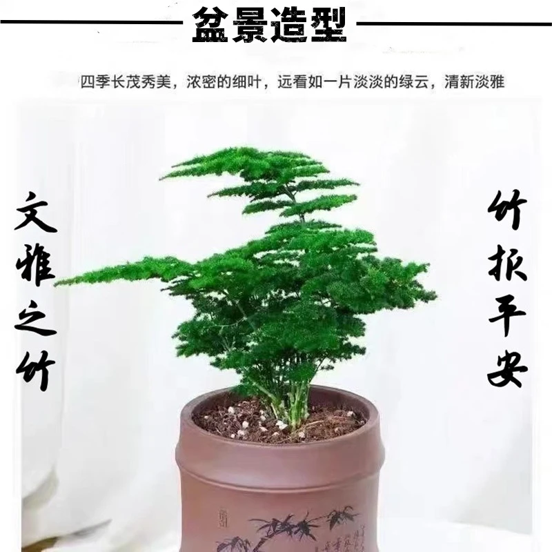 【文雅之竹】高档名贵品种矮生密叶盆景造型超美 数量不多