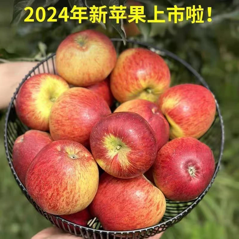 正宗陕西高原冰糖心秦冠苹果三十年老树头茬果5斤