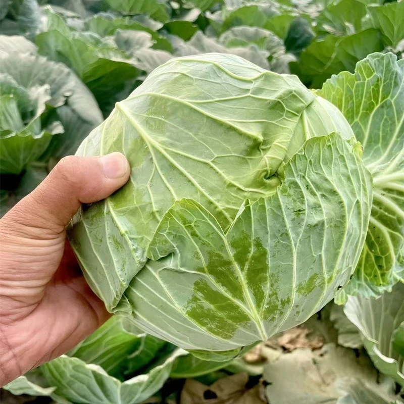 现砍包菜新鲜包菜农家自种扁包菜当季新鲜蔬菜包菜