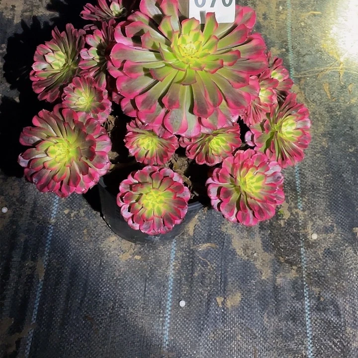 ?多肉法师70号红白