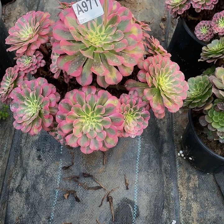 用****4多肉法师971号红白发货