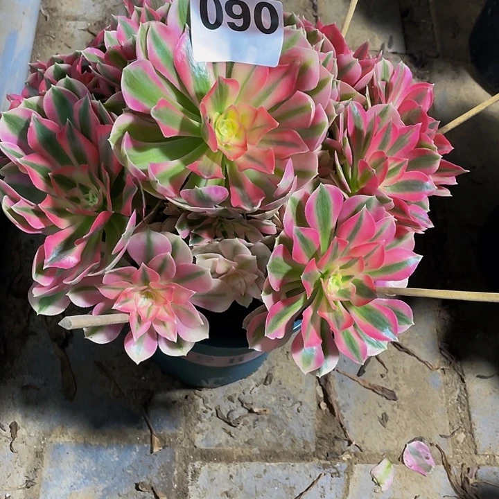 菲*多肉法师90号粉女巫