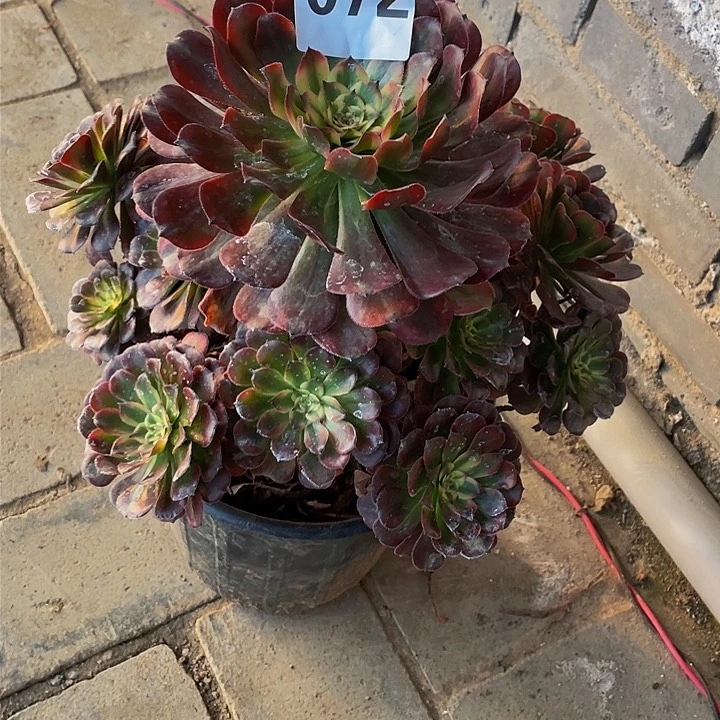 千**❀多肉法师72号月婵