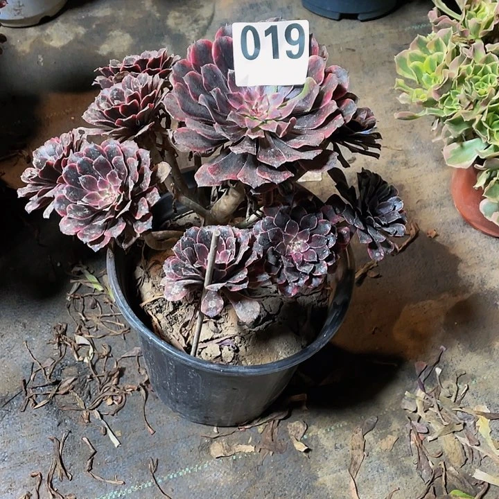 龙**下多肉法师19号油墨画