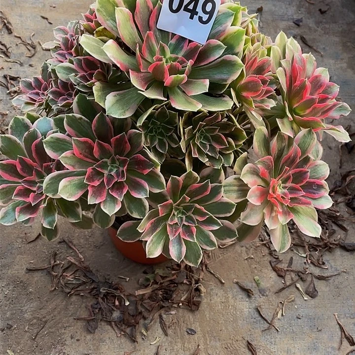 哈*多肉法师49号浣纱