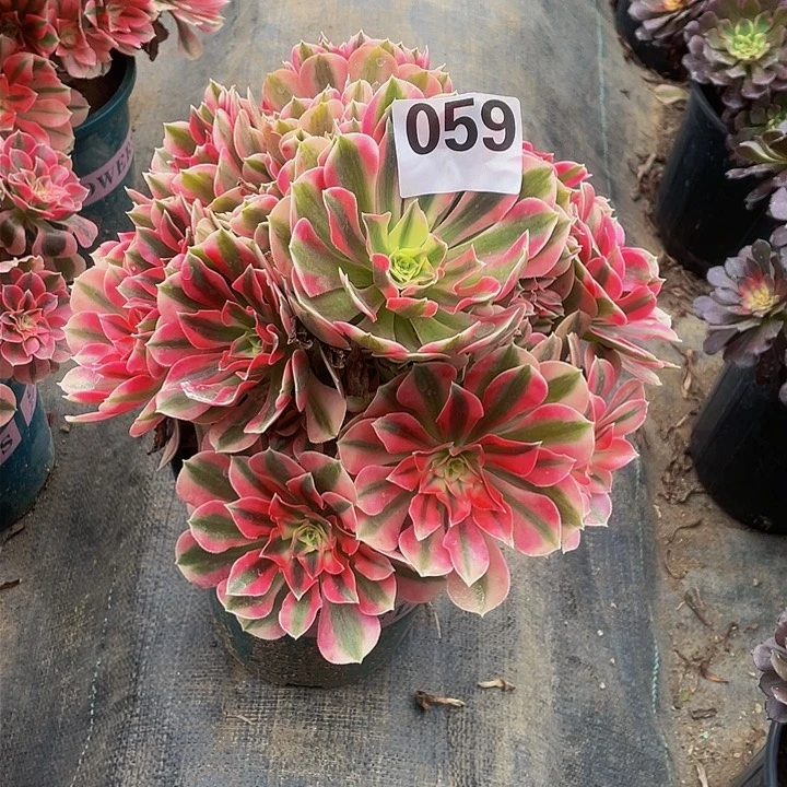 珠**玛多肉法师59号粉女巫