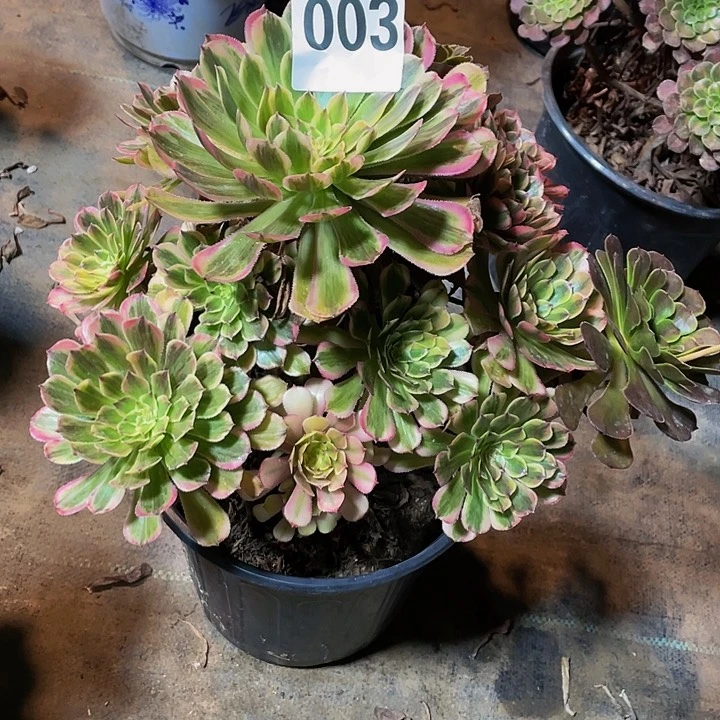 赛****产多肉法师003号白月光发货